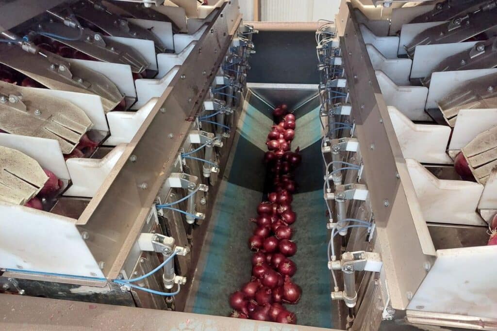 MD16 weigher with red onions