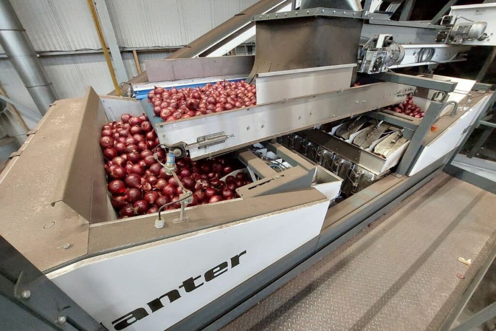 MD16 weigher with red onions 2