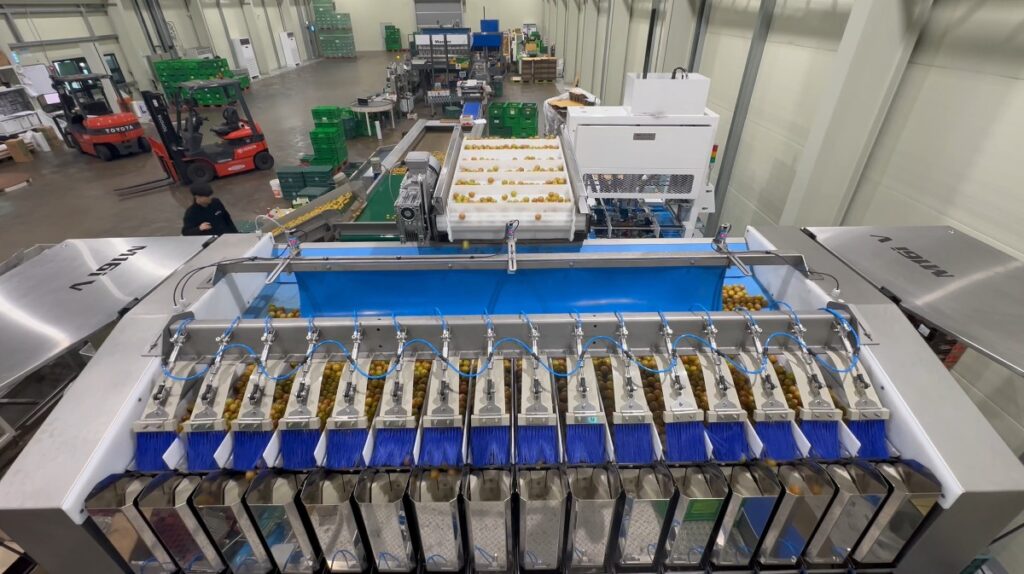 cherry tomatoe packaging line Manter