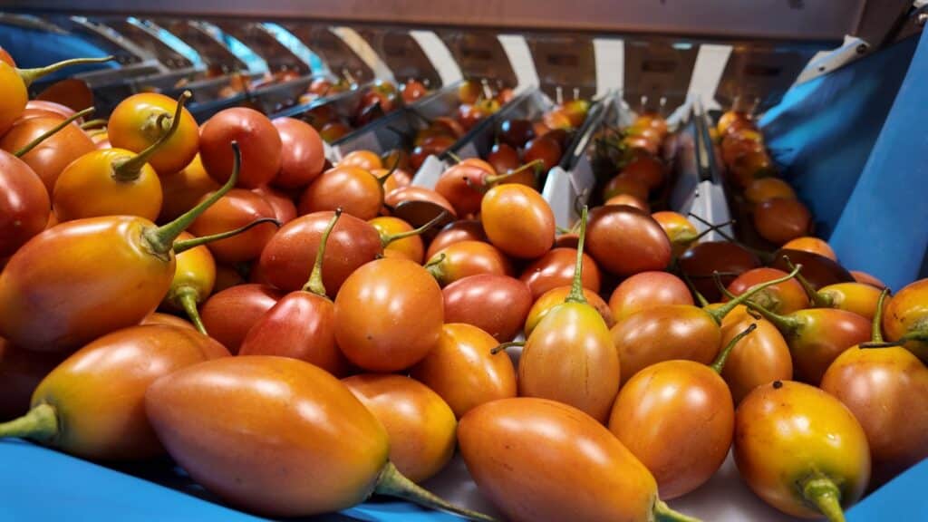 Tamarillo's in Manter weigher