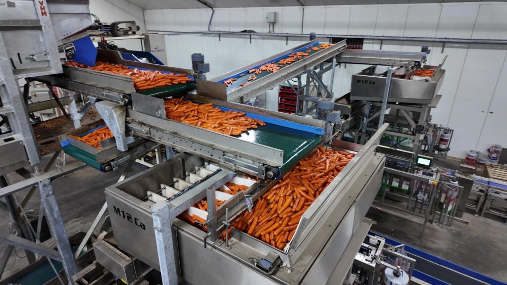 Wentink carrot packaging line